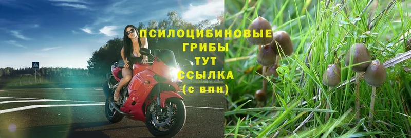 Галлюциногенные грибы Psilocybe  гидра сайт  Белоярский 